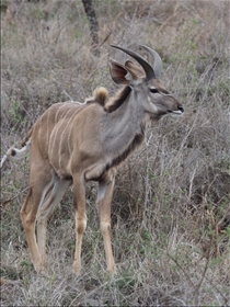 Hluhluwe-Umfolozi Park